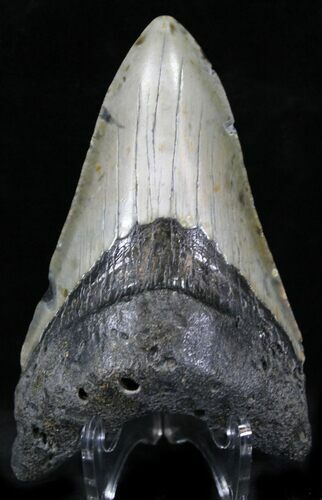 Bargain Megalodon Tooth - North Carolina #22958